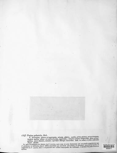 Peziza palustris image
